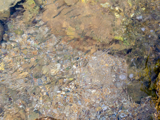bottom of the sea in shallow water close-up