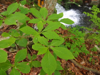 Stroll through the fresh green forest