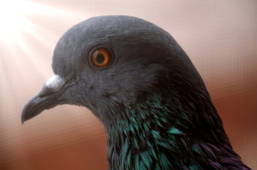Pigeon head