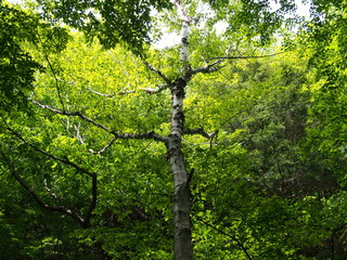 Fototapeta premium Stroll through the fresh green forest