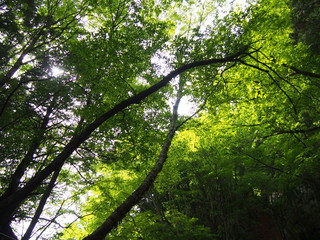 Stroll through the fresh green forest