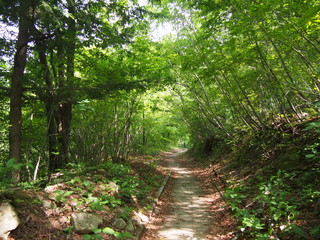Fototapeta na wymiar Stroll through the fresh green forest