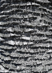 The rough texture of a weathered palmetto palm tree along the Florida coast with a grey pattern of...
