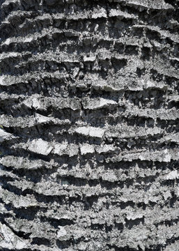 The rough texture of a weathered palmetto palm tree along the Florida coast with a grey pattern of gagged edges. 