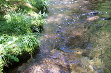 Japanese forest and mountain stream water