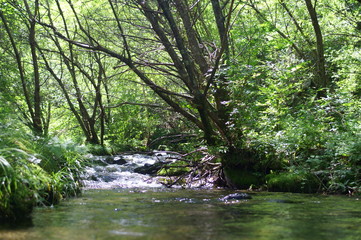 Japanese forest and mountain stream water