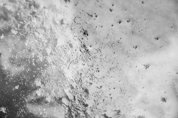 fall colored tree leaves under thin layer of ice