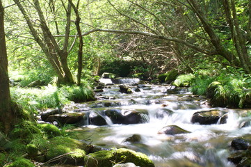 Japanese forest and mountain stream water