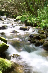 Naklejka na ściany i meble Japanese forest and mountain stream water
