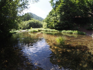 Japanese forest and mountain stream water
