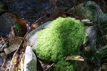 Japanese mountain stream and moss