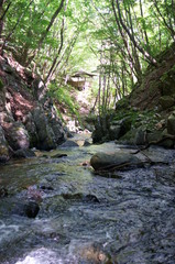 Fototapeta na wymiar Japanese forest and mountain stream water