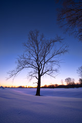 amazing landscape with bare tree on frozen snow-covered meadow near forest in winter early morning 