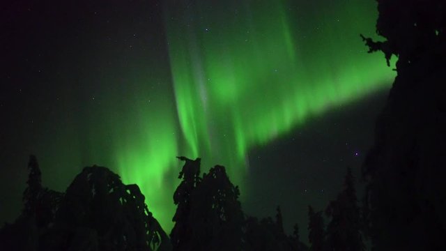 Aurora Borealis live shot in Sweden woodland