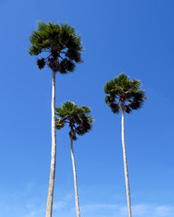 Three grand palms sway in the breeze along the Florida coast under a clear blue sky.