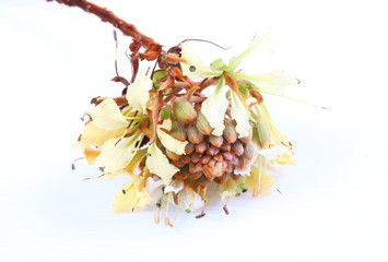 Flowers of golden leaved liana (Bauhinia aureifolia K. & SSLarsen)