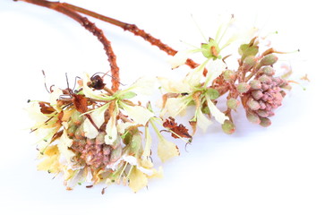 Flowers of golden leaved liana (Bauhinia aureifolia K. & SSLarsen)