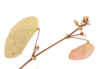 Green leaves of golden leaved liana (Bauhinia aureifolia K. & SSLarsen).