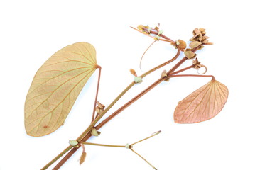 Green leaves of golden leaved liana (Bauhinia aureifolia K. & SSLarsen).