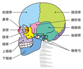 頭蓋骨　頭部の骨　名称 © koti