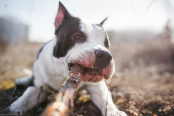 dog american staffordshire terrier