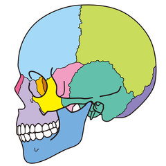 頭蓋骨　頭部の骨 © koti