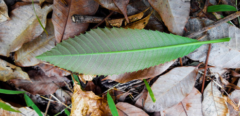 Green leaf texture on a dry leaf background.