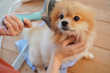 Pet Shower, pomeranian or small dog breed lay down on a wooden table and combing by brush