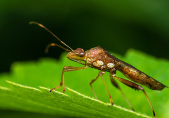 Little bug in macro photography with a green blurred background