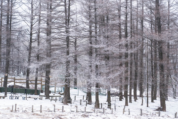 Winter forest with trees covered in snow in South Korea.
