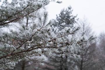 Tree branch covered in snow on winter. Frozen plant winter background.