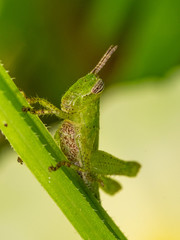 Macro green grasshopper showing all details stayed in the grass