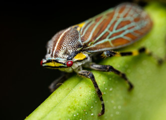 colorful leafhopper macro photography in a leaf