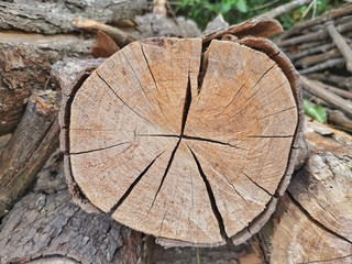 Naklejka premium Wood, trees cut, wood grain.