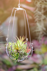 Close up Tillandsia hanging in a garden.Tillandsia plant commonly known as Airplants.