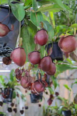 Tropical pitcher plants or monkey cup.Selective focus Nepenthes plant in the garden.