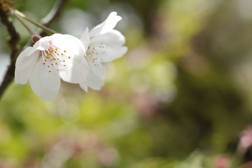 桜の花