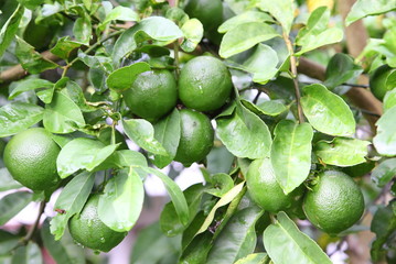 Green lemon fruits on green nature background