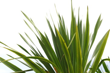 Agave on white background
