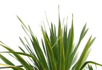 Obraz premium Agave on white background