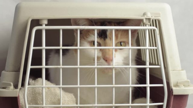 Calico tortoiseshell cat in a cat carrier looking into camera