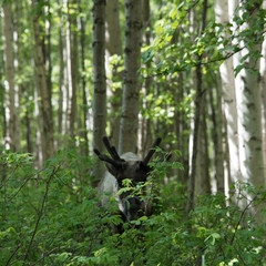A reindeer in the Alaskan woods at Running Reindeer Ranch, Fairbanks, Alaska during summer time with greenery, lush boreal forest surrounding the caribou animal