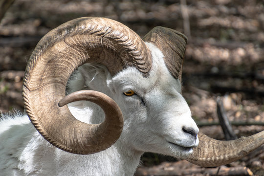 Wild ram, sheep seen in natural outdoor environment during summer time with large horns curling around white face with blurred background. 