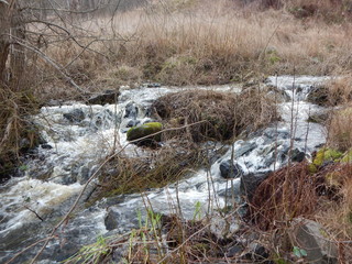 stream in forest