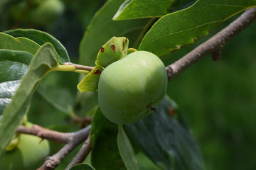 実り始めた青い柿