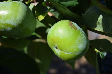 実り始めた青い柿