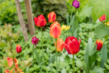 Colorful tulip garden in spring.Flowerbed of bloomed pink tulips in a park, nature background. Springtime.floral background with colorful red and purple tulips flowerbed