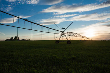 Irrigation pivot on the wheat field at summer sunrise