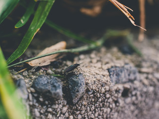 Small black insect under the grass