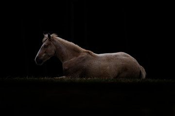 Beautiful mustang mare 